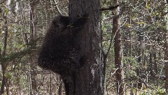 Porcupine; NCT; Trout Lake rd, MI